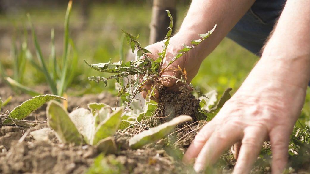 5 Essential Tips Every Homeowner Should Know for Weed Control